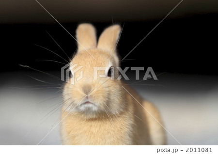 茶色の仔うさぎ 2011081