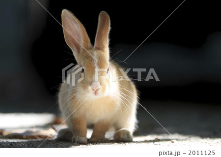 茶色の仔うさぎ 2011125