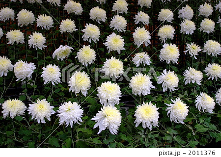 並んだ白い菊の花 2011376