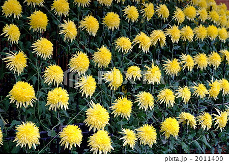 並んだ黄色い菊の花 並んだ黄色い菊の花 2011400