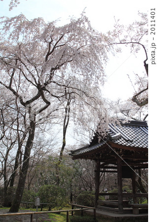 花の寺・西行桜 2011401