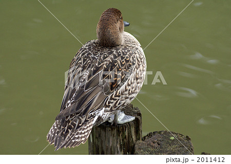 休息中の尾長鴨　雌 2011412