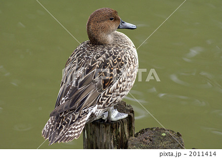 休息中の尾長鴨　雌 2011414