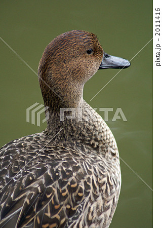 休息中の尾長鴨 雌 休息中の尾長鴨 雌 2011416
