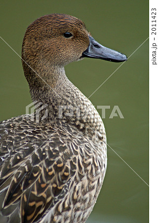 休息中の尾長鴨　雌 2011423