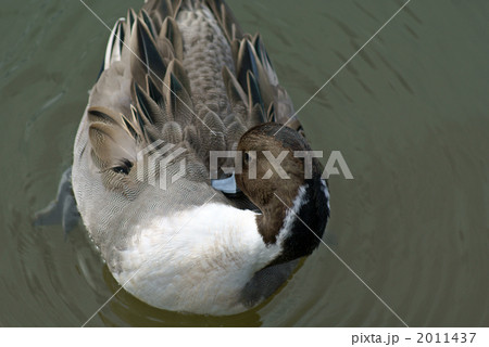 毛づくろい中の尾長鴨くん 2011437