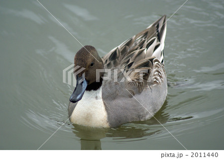 ハイ❢ポーズ　尾長鴨くん 2011440