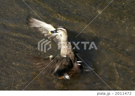 軽鴨の水浴び 2011472