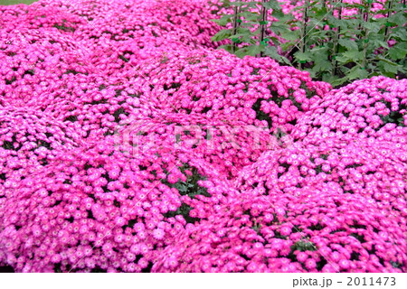 菊の花 2011473