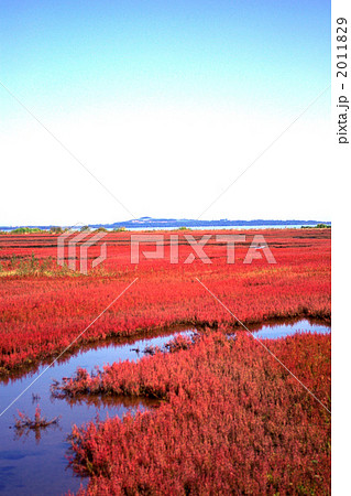 北海道網走市能取湖のサンゴ草 2011829