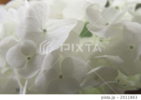 ガクアジサイ・ロイヤルホワイト 2011863