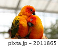 仲良しインコ 2011865