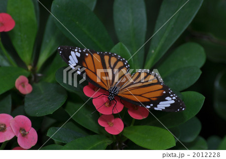 スジグロカバマダラ 2012228