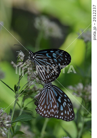 リュウキュウアサギマダラ 2012237