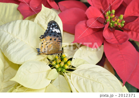 ポインセチアとスジグロカバマダラ ポインセチアとスジグロカバマダラ 2012371