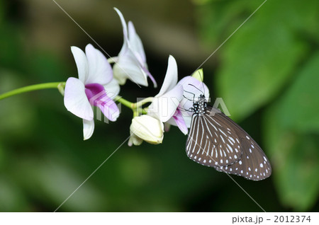 ツマムラサキマダラ ツマムラサキマダラ 2012374