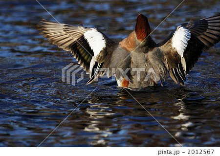 ヒドリガモの翼 2012567