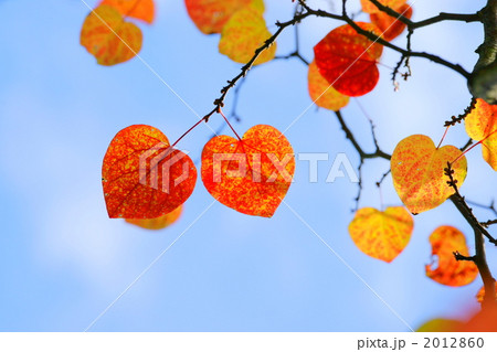 マルバノキ 2012860