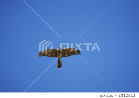 飛行中のオオタカ幼鳥 飛行中のオオタカ幼鳥 2012912