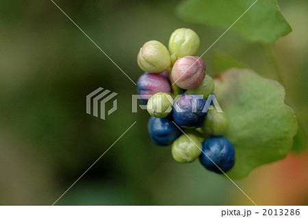 イシミカワ イシミカワ 2013286