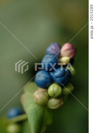 イシミカワ イシミカワ 2013289