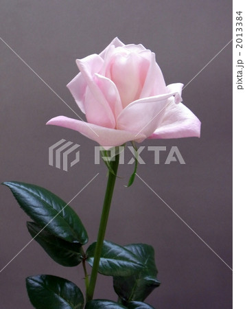 バラ：ロイヤルハイネス 2013384