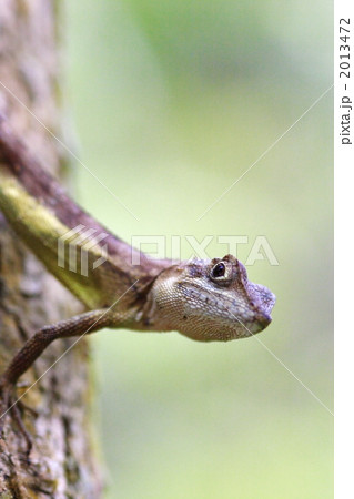 西表島産 サキシマキノボリトカゲ2 西表島産 サキシマキノボリトカゲ2 2013472