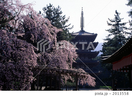 世界遺産　醍醐寺のしだれ桜 2013558