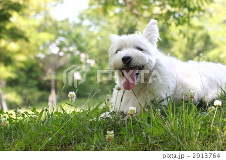 笑顔のウェスティ 2013764