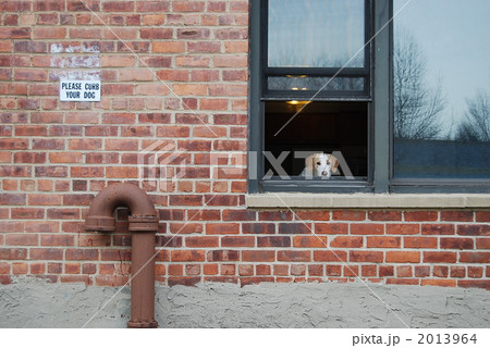 a dog in window 2013964