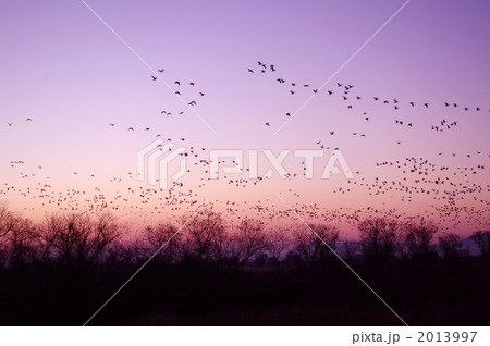 マガンの飛び立ち マガンの飛び立ち 2013997
