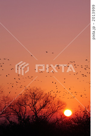 マガンの飛び立ち マガンの飛び立ち 2013999