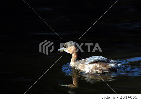 カイツブリ カイツブリ 2014065