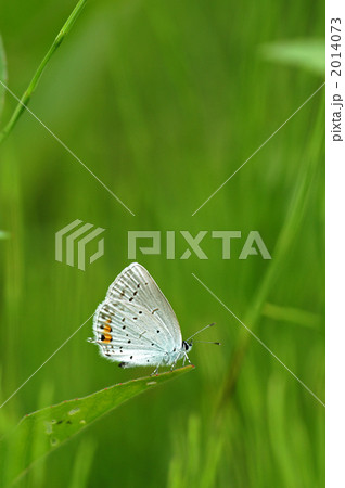 ヤマトシジミ 2014073