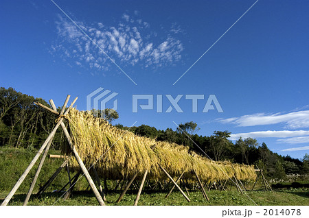 収穫 2014078