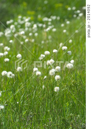 ワタスゲの果穂 2014092