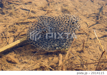 ヤマアカガエルの卵 ヤマアカガエルの卵 2014115