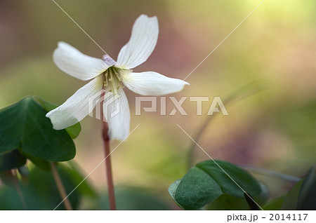 ミヤマカタバミ ミヤマカタバミ 2014117