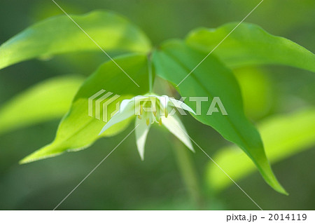 チゴユリ 2014119