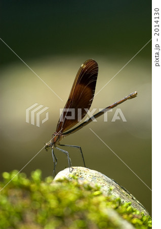 カワトンボ カワトンボ 2014130