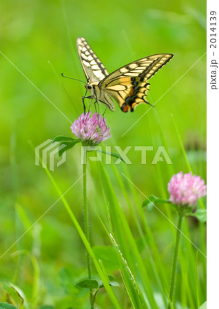 アゲハチョウ 2014139