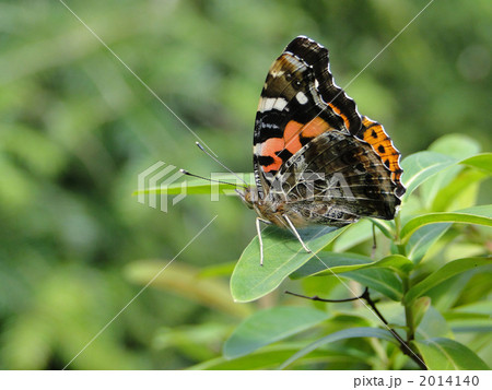イシガケチョウ 2014140
