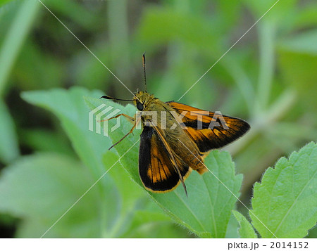 アサヒナキマダラセセリ 2014152