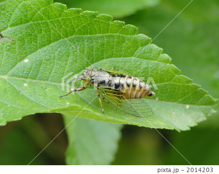 イワサキクサゼミ 2014203