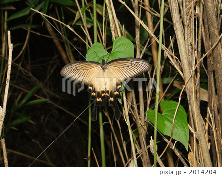 ジャコウアゲハ雌 2014204