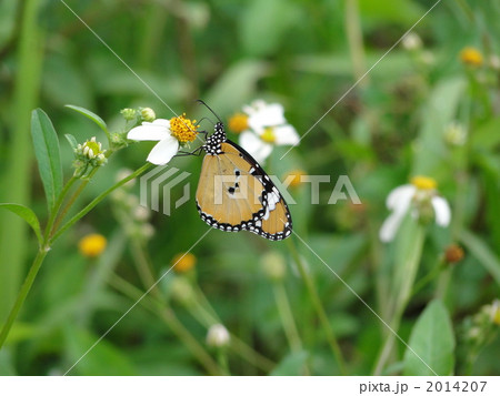 カバマダラ 2014207