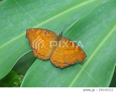 カバタテハ 2014211