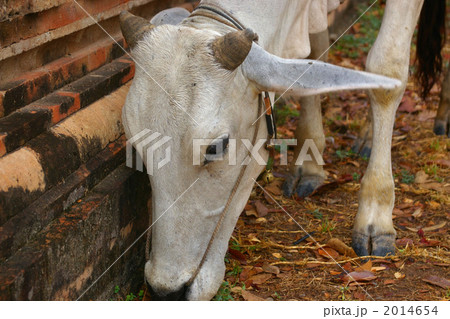 ヤギ（顔のアップ） 2014654