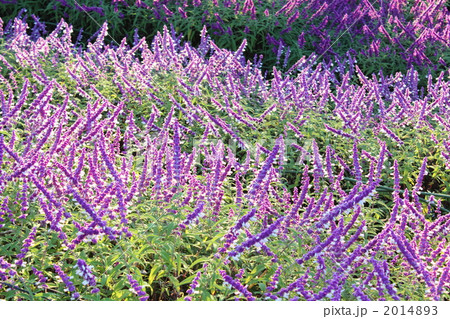 アメジストセージの花畑 2014893