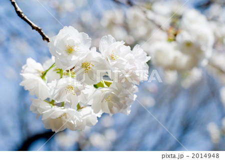 里桜の花 2014948